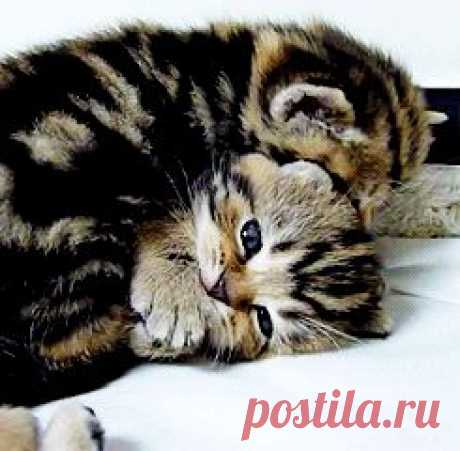 Котята, щенята, разные зверята - анимашки