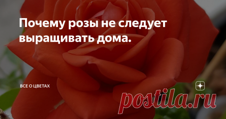 Почему розы не следует выращивать дома.