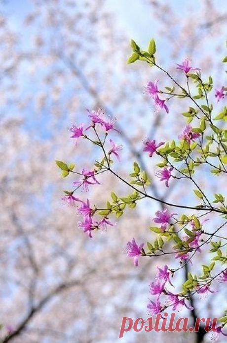 Наталия Чулкова