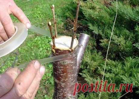 Что садоводу нужно знать о прививке