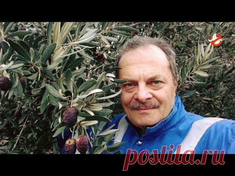 Маслины. Домашний способ приготовления. (пошаговый рецепт)