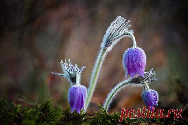 Красоты России в Твиттере: «Сон-трава. Автор фото: Юрий Сорокин. #Красоты_России #КрасотыРоссии #Россия https://t.co/DYFstbUbuL»