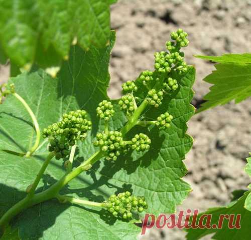 Середина мая – срочно подкормите виноград!