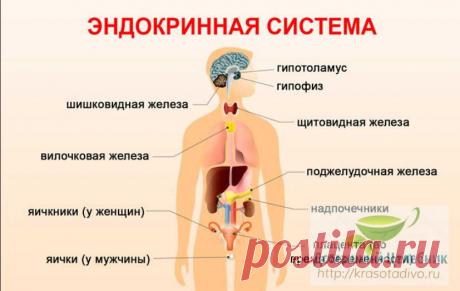 Советы гомеопата: как лечить щитовидку без гормонов и почему гормоны приближают старость 
Эндокринная система – одна из самых сложных систем нашего организма. Вырабатываемые ею гормоны руководят, без преувеличения, всеми процессами жизнедеятельности.


И так же чутко она реагирует на любо…