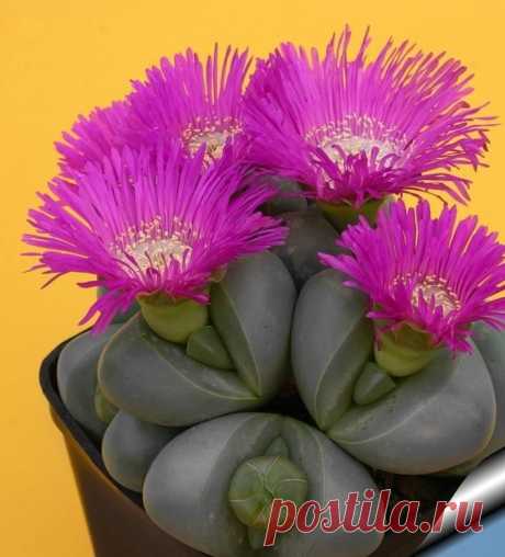 Литопс -(Живые камни).