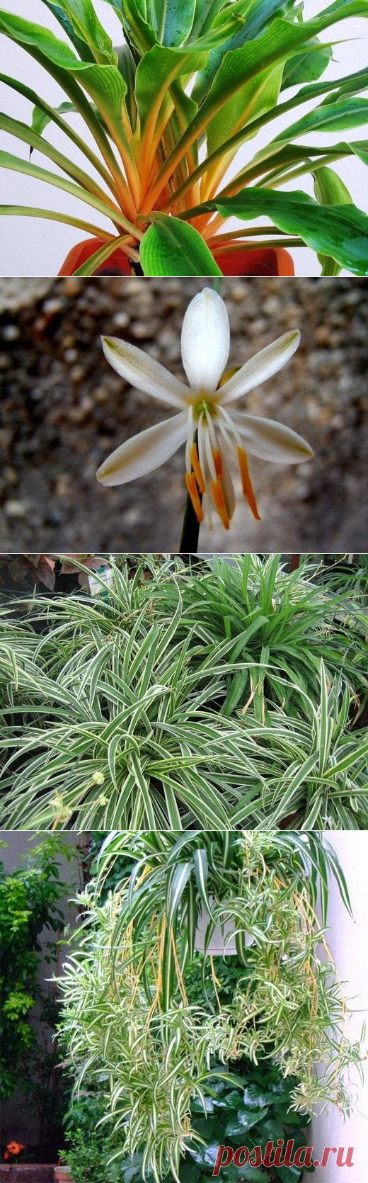 Некапризный хлорофитум!