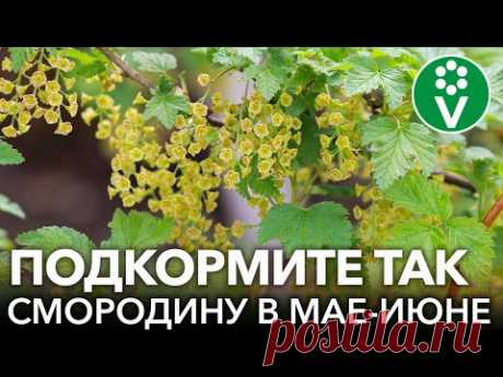ВСЕГДА КОРМЛЮ СМОРОДИНУ И КРЫЖОВНИК ТАК ПОСЛЕ ЦВЕТЕНИЯ и собираю урожай сладких и крупных ягод