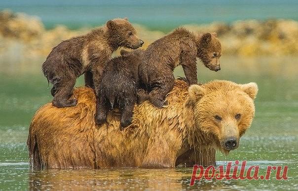 b-217.jpg (604×387)