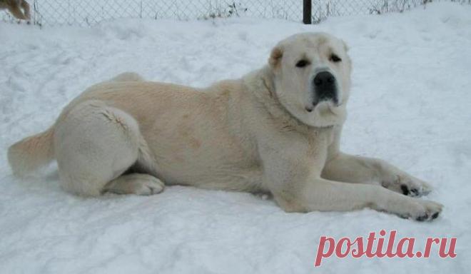 Гиганты в мире собак — Наука и жизнь