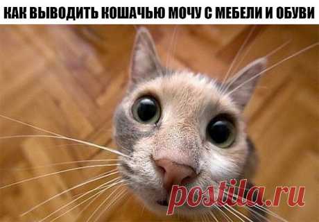 Как выводить кошачью мочу с мебели и обуви?
------------------------------------------------------------------------------------------------
1. Марганцовка. Чтобы избавиться от запаха кошачьей мочи, разведите слабый раствор марганцовки и смоченной в нем тряпкой промойте места, где кошка сходила в туалет. Учтите, что марганцовка оставляется следы на ткани, поэтому мыть раствором мягкую мебель и ковры нельзя.

2. Раствор уксуса. Уксус является универсальным средством по выве...