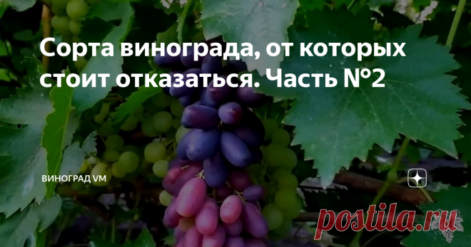 Сорта винограда, от которых стоит отказаться. Часть №2 В предыдущих выпусках я рассказал Вам об основных причинах, по которым стоит отказаться от тех или иных сортов и гибридных форм винограда.
Сегодня, я продолжу рассказывать Вам о конкретных сортах и гибридных формах винограда, от которых, по моему мнению, стоит избавиться.
