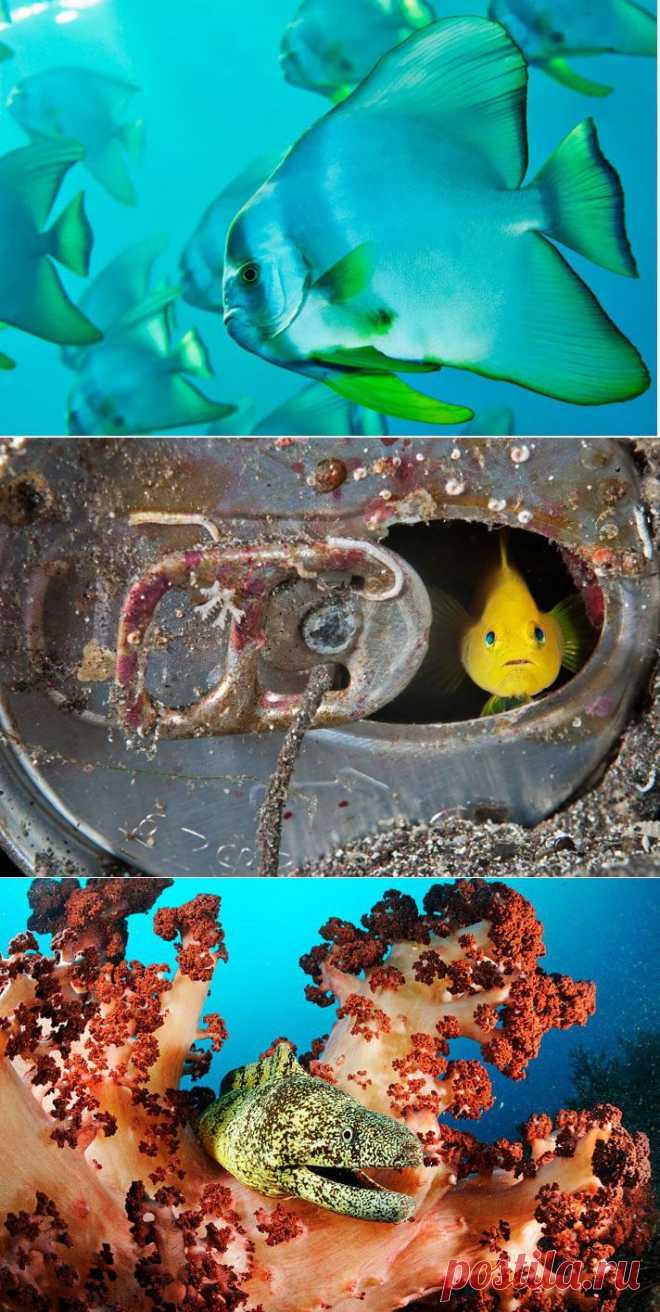 » Что на дне Японского моря? Это интересно!