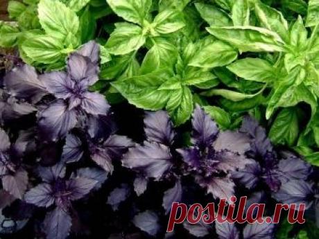 Как сохранить тонкий вкус и аромат базилика на долгий осенне-зимний период?