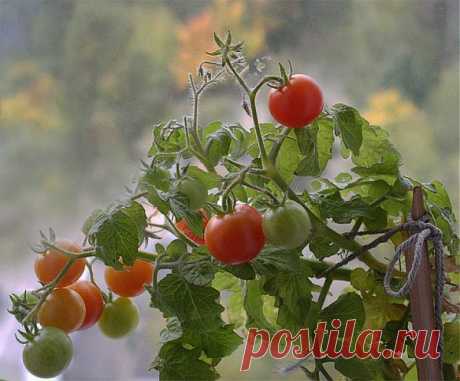 Томаты в теплице | 6 соток