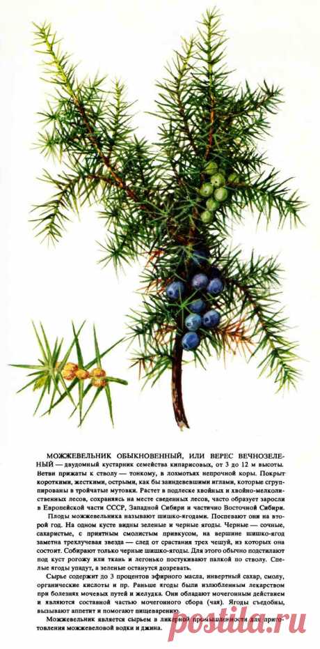 Можжевельник обыкновенный или верес вечнозеленый