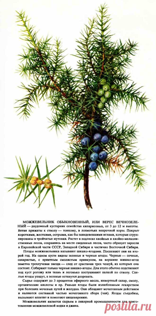 Можжевельник обыкновенный или верес вечнозеленый