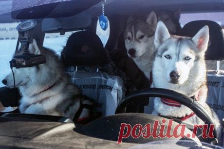 НАРУШИТЕЛИ ТИШИНЫ И ПОКОЯ ГРАЖДАН-Россиян начнут штрафовать за лай собак МОСКВА, 26 апреля. /ТАСС/. Будущий Кодекс об административных правонарушениях (КоАП) расширят ответственность за нарушение тишины ночью с 23.00-7.00, в том числе за лающую собаку и неисправную автомобильную сигнализацию.