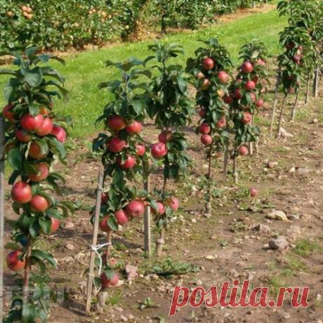 Оригинальный сад — колонновидные плодовые деревья на вашем участке