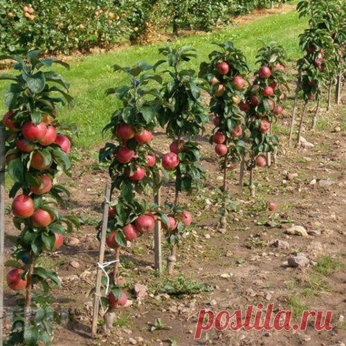Оригинальный сад — колонновидные плодовые деревья на вашем участке