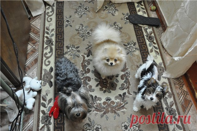 Диволс Оливия Роуз - Планета Биверов