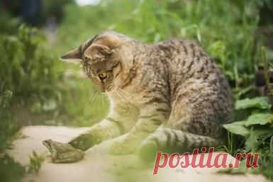 Feline Breeds, Domestic Cats and Color Patterns