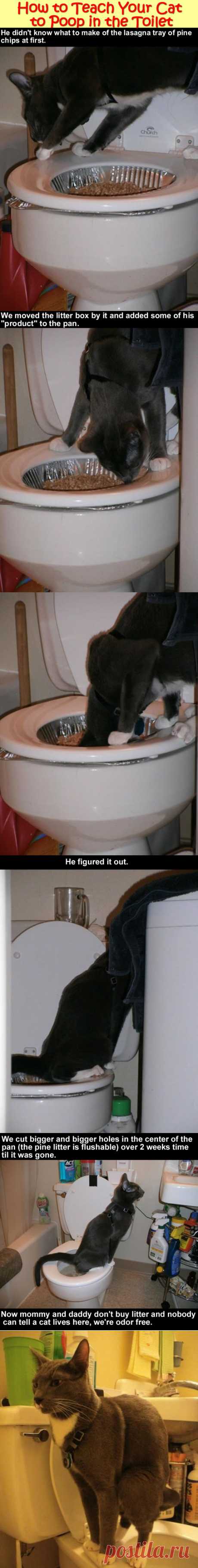 Teach Cat To Pop In The Toilet, Someone Figured Out A Way. – LOL, DAMN!