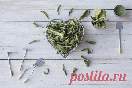 Стевия: сладко, но НЕ вредно
Прежде всего, стевия в отличие от сахара безопасна. Ее сладкий вкус объясняется наличием стевиозидов. Если использовать растение в большом количестве, возникает горьковатый привкус. Стевия в 10–15 р…