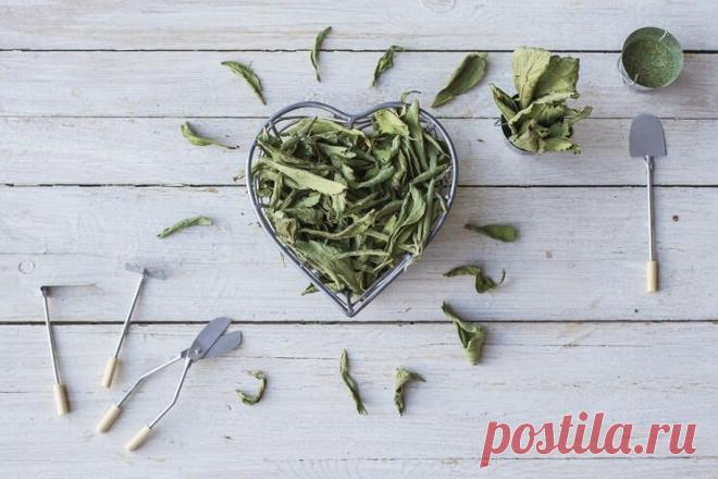 Стевия: сладко, но НЕ вредно 

Прежде всего, стевия в отличие от сахара безопасна. Ее сладкий вкус объясняется наличием стевиозидов. Если использовать растение в большом количестве, возникает горьковатый привкус. Стевия в 10–15 р…