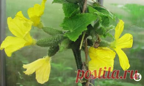 На огурцах появился пероноспороз. Расскажу, как я от него избавляюсь и какие препараты применяю  Для начала я беру в магазине грунт для рассады, чтобы не ошибиться с его составом. Затем его надо прогреть в духовке. Не знаю, сколько времени его нужно греть, но у меня он грелся минут 30. После этого, я его проливаю раствором фунгицида (или фундазола) и оставляю на сутки. После этого я поливаю огурцы этим же раствором, только без грунта. У меня на этот процесс уходит часа два. В результате, все к…