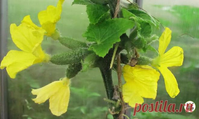 На огурцах появился пероноспороз. Расскажу, как я от него избавляюсь и какие препараты применяю  Для начала я беру в магазине грунт для рассады, чтобы не ошибиться с его составом. Затем его надо прогреть в духовке. Не знаю, сколько времени его нужно греть, но у меня он грелся минут 30. После этого, я его проливаю раствором фунгицида (или фундазола) и оставляю на сутки. После этого я поливаю огурцы этим же раствором, только без грунта. У меня на этот процесс уходит часа два. В результате, все к…