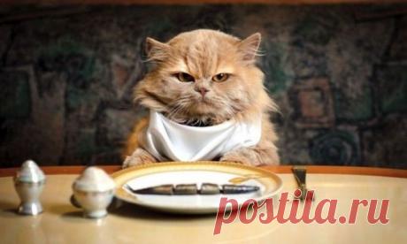 Чем нельзя кормить котов!ЗАПИСАТЬ И ВЫУЧИТЬ !))