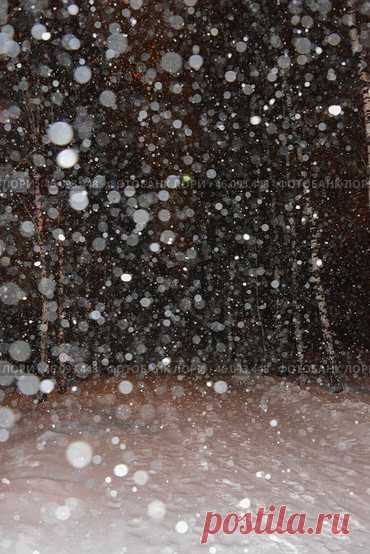 Деревья в снегопад зимой ночью в парке Стоковое фото, фотограф Ilaronsia / Фотобанк Лори