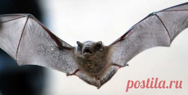 Книга Полёт летучей мыши / Нетопырь – Ю Несбё