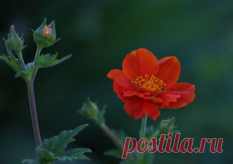 Google+