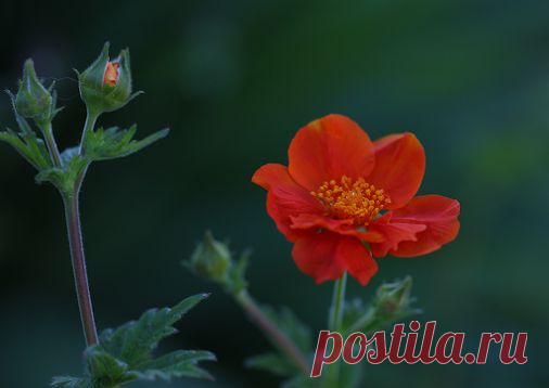 Google+