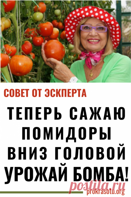 Выращивание помидоров вниз головой