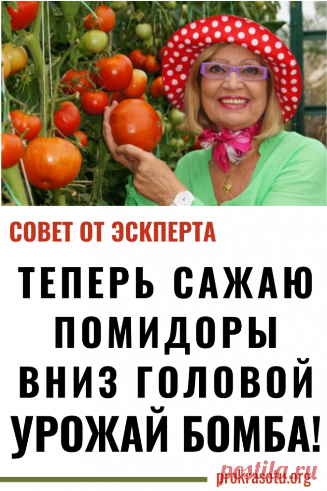 Выращивание помидоров вниз головой