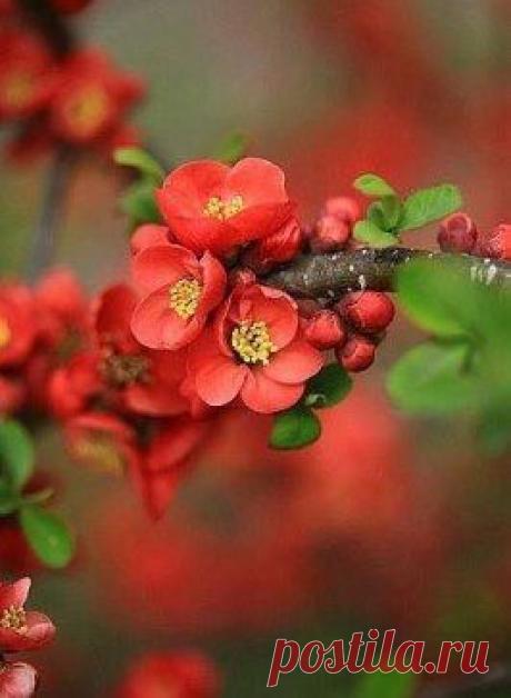 &quot;Не бойся медлить, бойся остановиться&quot;. 
                                                                      Китайская поговорка