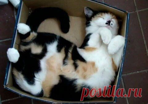 Без кота и жизнь не та