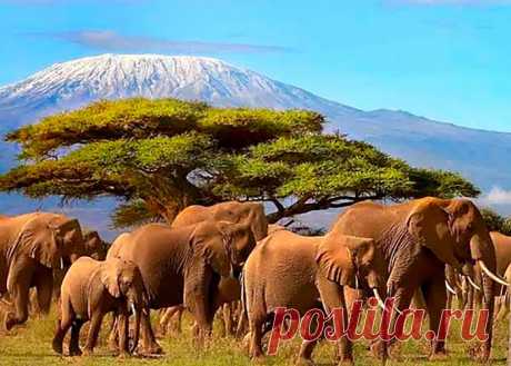 флора и фауна танзании – Google Поиск