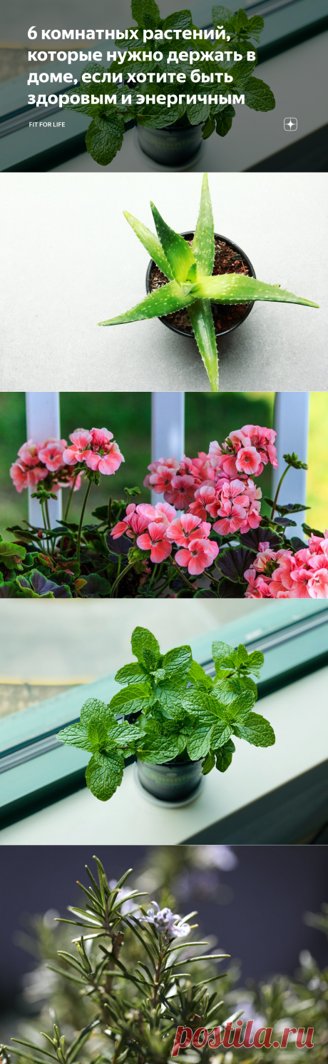 6 комнатных растений, которые нужно держать в доме, если хотите быть здоровым и энергичным | ДМИТРИЙ НОРОК | FIT FOR LIFE | Дзен
