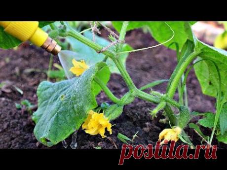 Зачем опять напшикала этим куда теперь девать столько огурцов? От болезней тоже спасает!