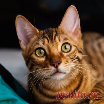 Карма - OGADANIE.RU