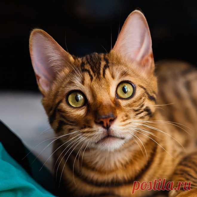 Карма - OGADANIE.RU