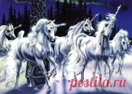 Малый единорог » Сайт о лошадях KoHuKu.ru