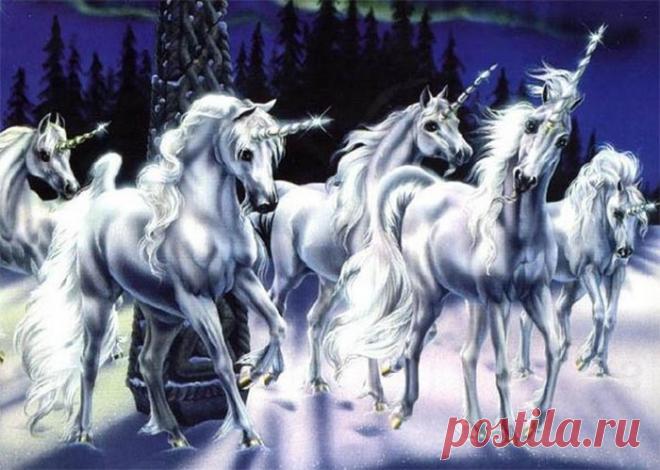 Малый единорог » Сайт о лошадях KoHuKu.ru