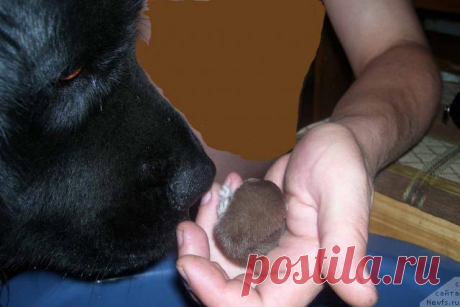 На пустыре мужчина нашёл маленький комочек шерсти… Он даже не догадывался, кого он спас!