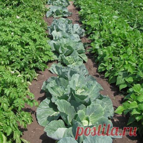 Печная сажа для вашего огорода