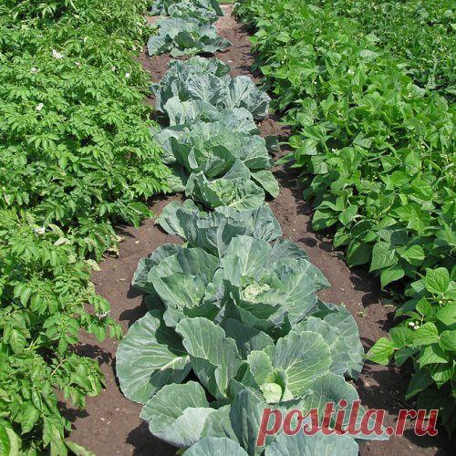 Печная сажа для вашего огорода