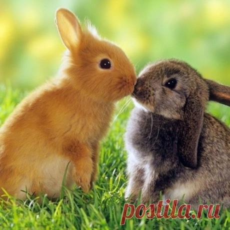 10 самых ласковых животных